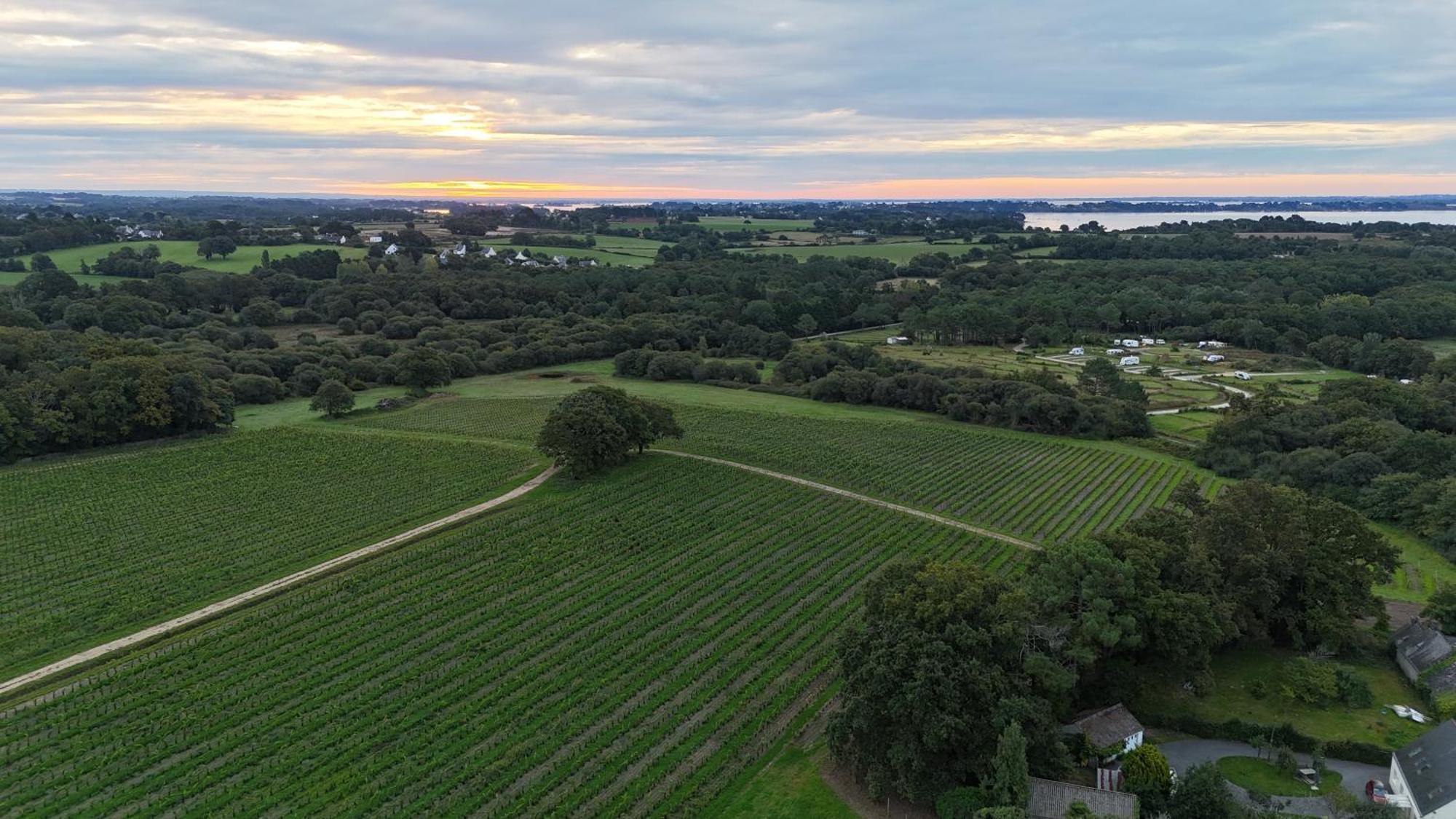 Luxueuse Longere 350M2 "Le Grand Kerfra" Au Vignoble Domaine Lamballe, Baden, Golfe Du Morbihan Eksteriør billede